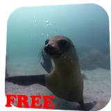 Fur seal Video Live Wallpaper icon
