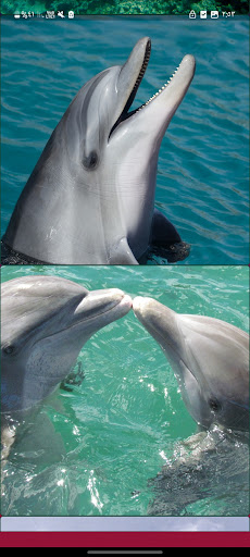 Dolphin Images Offline Screen 2
