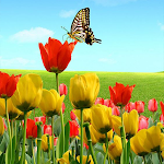 Cover Image of Download Tulip Wallpapers 1.0.0 APK