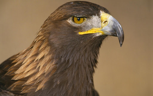 Android application Best Eagle Wallpapers screenshort