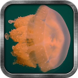 Jellyfish Live Wallpaper icon