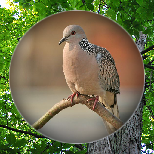 Suara Burung Tekukur Pikat - AppWisp.com