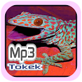 Suara Tokek icon