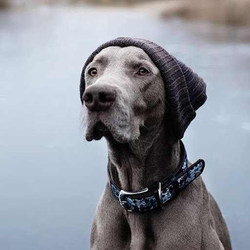 Android application Weimaraner Dog Wallpapers screenshort