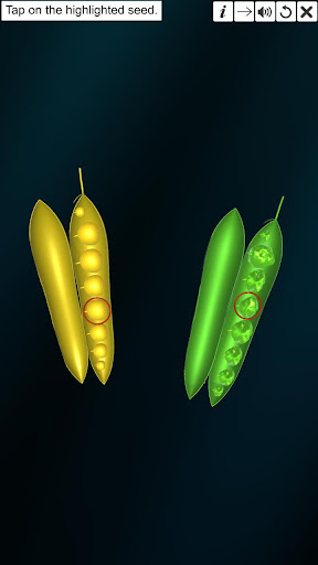 Android application Dihybrid cross screenshort