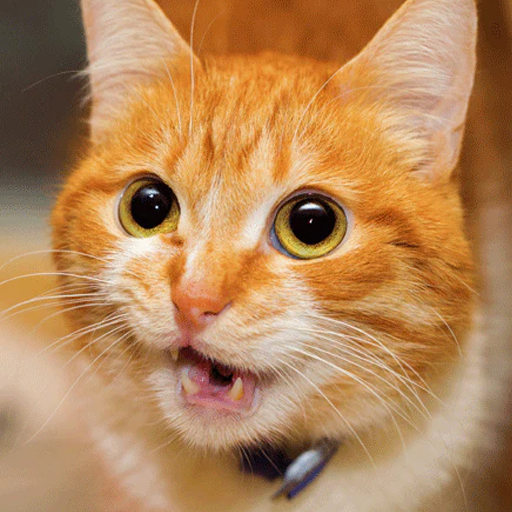 Cat Sounds Download on Windows