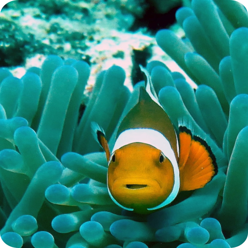 Aquarium HD Wallpaper