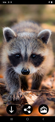 Android application Raccoon Wallpapers screenshort
