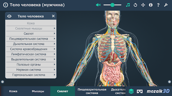 Тело человека (мужчина) 3D ВР Screenshot