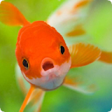 Fish Sounds icon