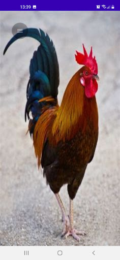 Chicken Wallpaper HD Screen 3