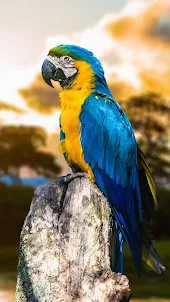 Parrot Wallpaer HD