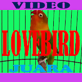 LOVEBIRD icon