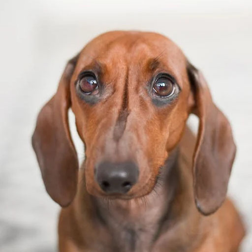 Android application Dog Call Prank screenshort