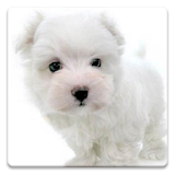 Dog Wallpapers! icon