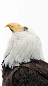 American Eagle wallpaper