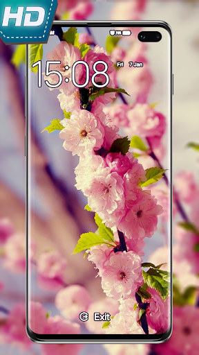 Sakura Flower 4K Wallpaper