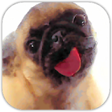 Dog Lick Screen Cleaner icon