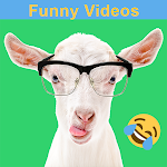 Cover Image of Download Funny Animal Videos  APK