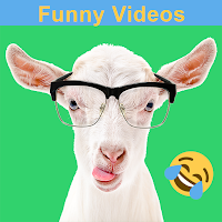 Смешные Видео С Животными