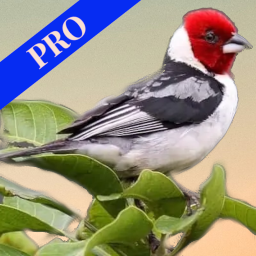 Canto Pássaros Brasileiros Pro