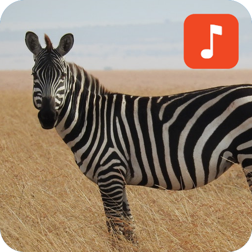 Зебра какой звук. Звуки зебр. Зебра говорит. Зебра приложение. Звуки зебры для детей.