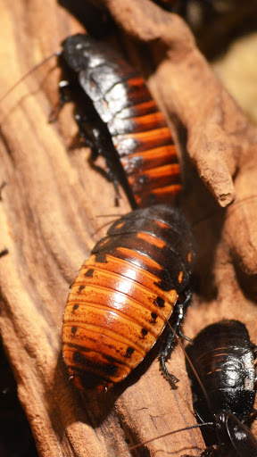 Android application cockroach wallpaper screenshort