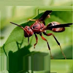 Learn Insects and Mammals Apk