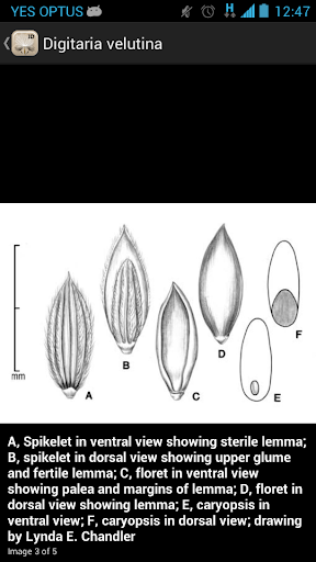 Federal Noxious Weeds Key