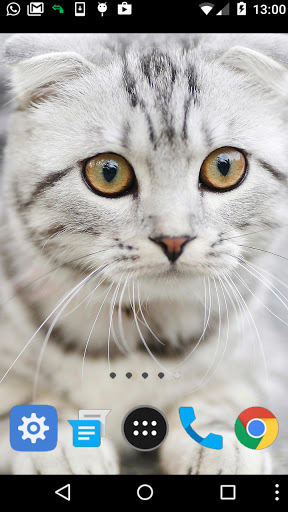Android application tabby cat wallpaper screenshort
