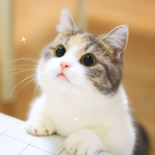 Cute Cat, Cute