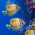 Ocean Aquarium 1.1 (Pro)