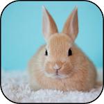 Cover Image of Download Cute rabbits wallpapers  APK