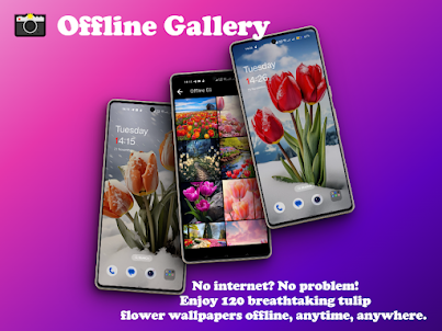 Tulip Wallpapers Offline HD