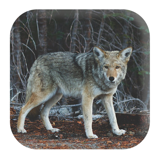 Coyote Sounds logo