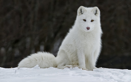 Arctic Fox Wallpaper HD Screen 3