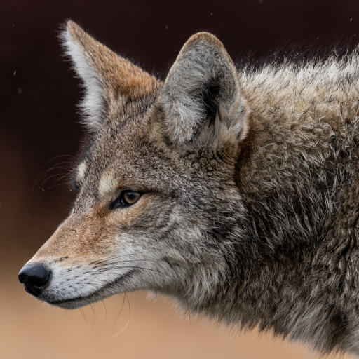 Coyote Sounds logo