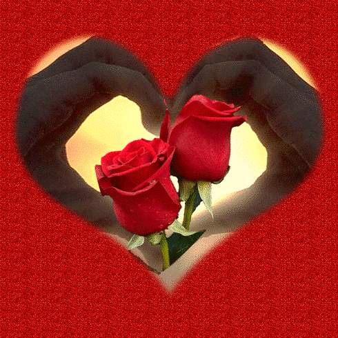 Android application Rosas De Colores Para Dedicar screenshort