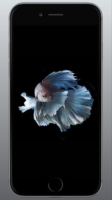 ベタの魚のライブ壁紙3d Androidアプリ Applion