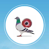Pigeon Market icon