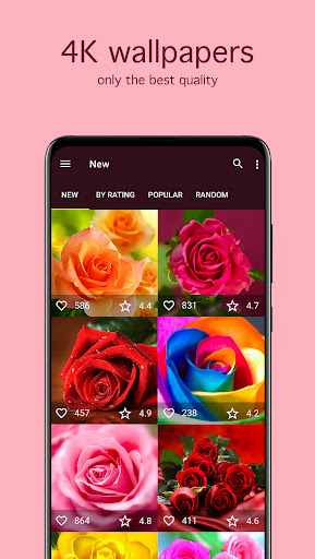 Rose Wallpapers 4K Screen 2