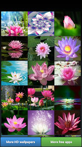 Lotus Flower Wallpapers - Apps on Google Play