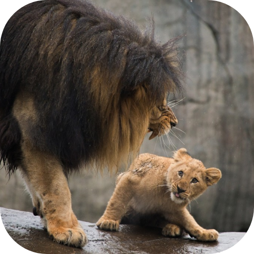 Lion Video Live Wallpaper logo