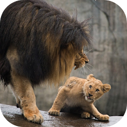 Icon image Lion Video Live Wallpaper