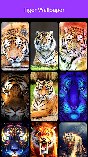 Tiger Wallpaper 2023