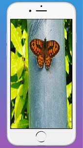 Butterfly HD Wallpaper app