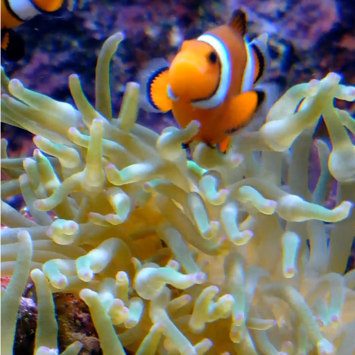 Real Fish Live Wallpaper Pro logo