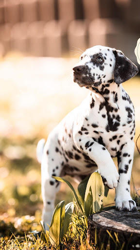 Dalmatian Screen 2