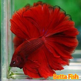 Betta Fish icon