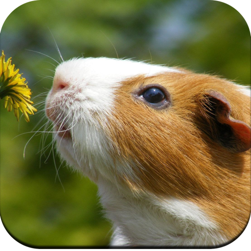 Guinea Pig Wallpaper HD logo